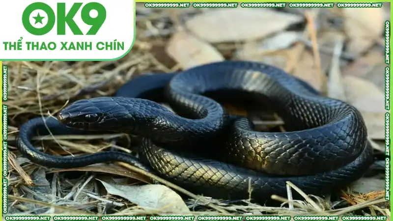 Giải mã giấc mơ thấy rắn